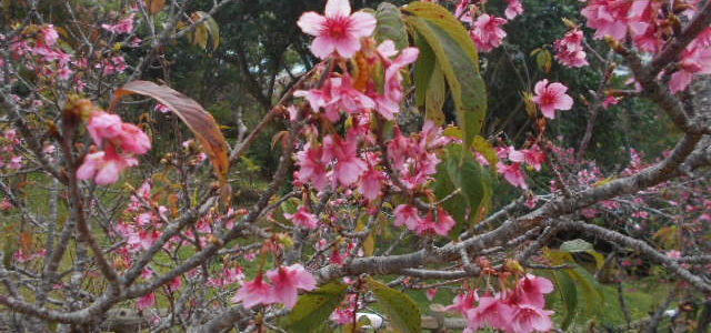 花見ピクニック（比屋良川公園と嘉数台公園）