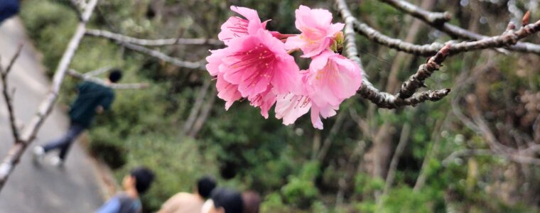 はじめての県民の森🌳