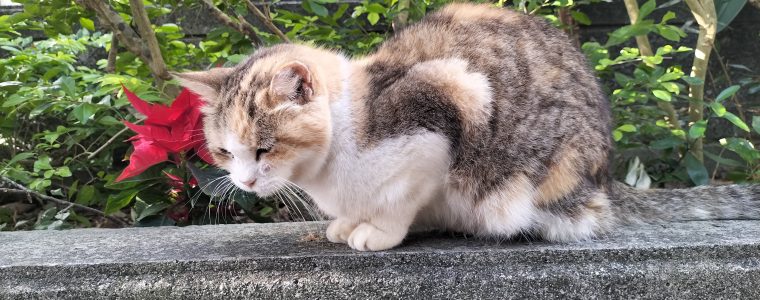 奥武山公園へ行こう！